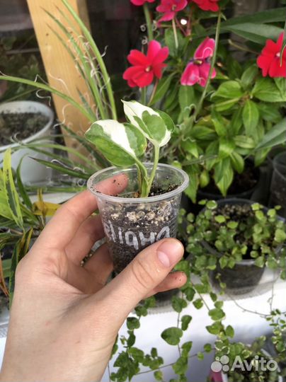 Эпипремнум Энджой, Фикус, Драцена флорида и др