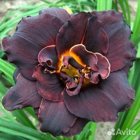 Чудо лилейники