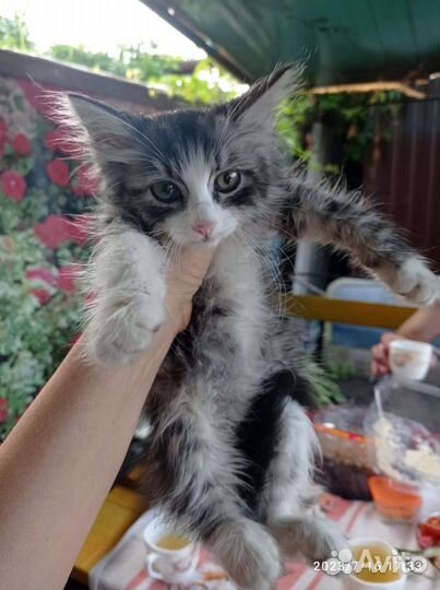 Котëнок в добрые руки