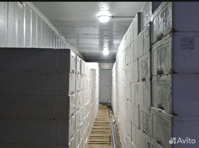 Свежая рыба форель