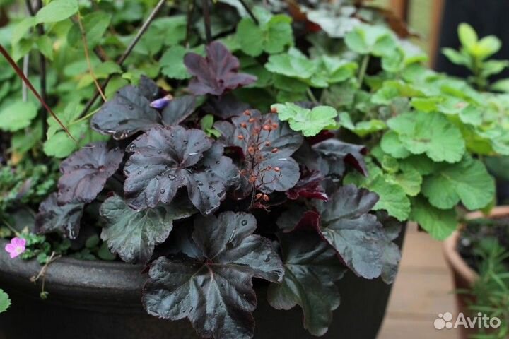 Гейхера 12 сортов