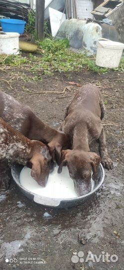 Щенки курцхаара