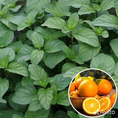 Мята апельсиновая