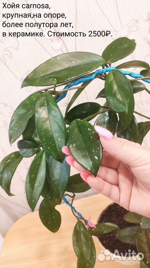 Хойя карноза hoya carnosa