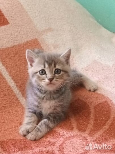 Кошки шотландцы