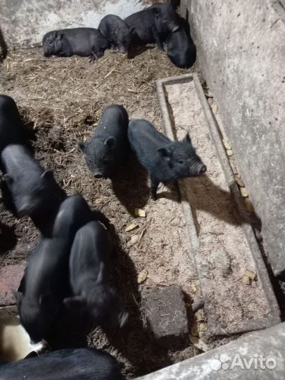 Вьетнамские вислобрюхие поросята