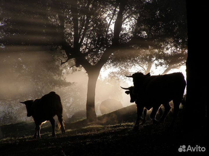 Быки живым весом