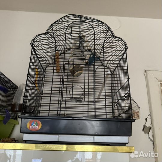 Попугай неразлучник