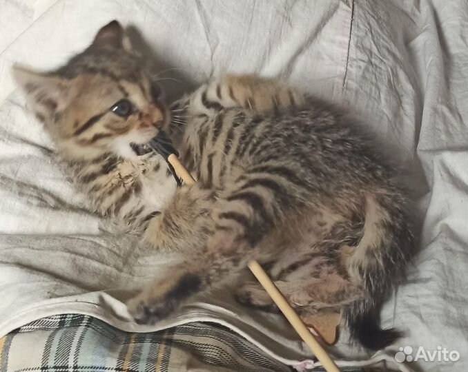 Милый котик ищет теплый и уютный дом