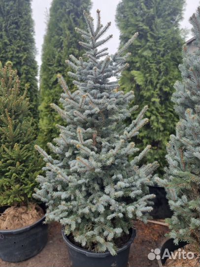 Eль голубая Ольденбург