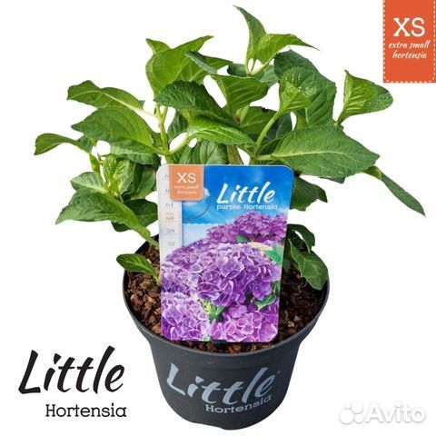Крупнолистная гортензия little XXL. горшок 2л. Евр