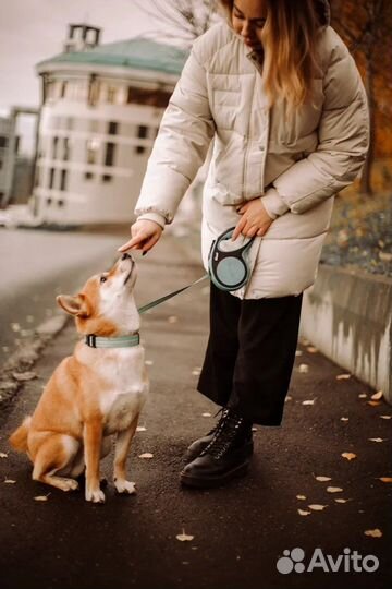Аренда собаки Сиба Ину
