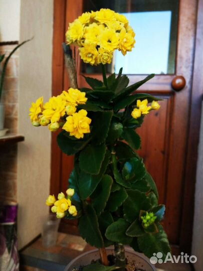 Каланхое декоративное, цветёт розовый и жёлтый