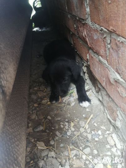 Отдам бесплатно щенков