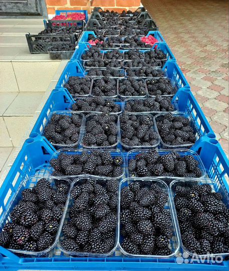 Саженцы Блэк джем