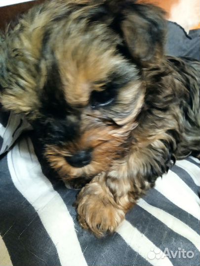 Маленькая собака