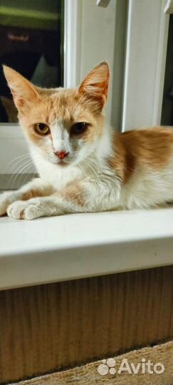 Милая Лизонька ищет свою семью