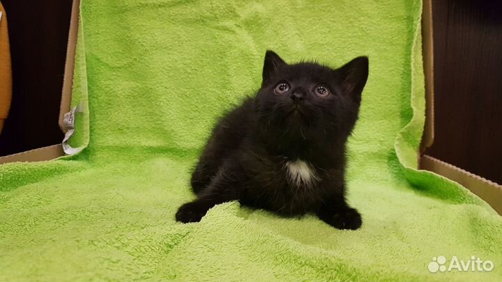 Поночка (девочка, 1,5 месяца)