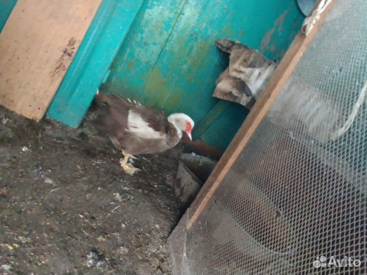 Семья индоуток