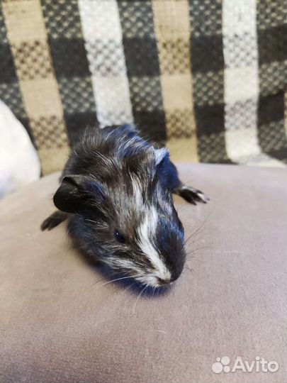 Морская свинка