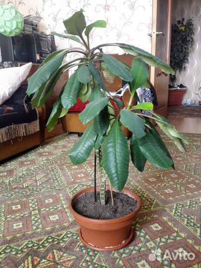 Молочай беложильчатый домашний