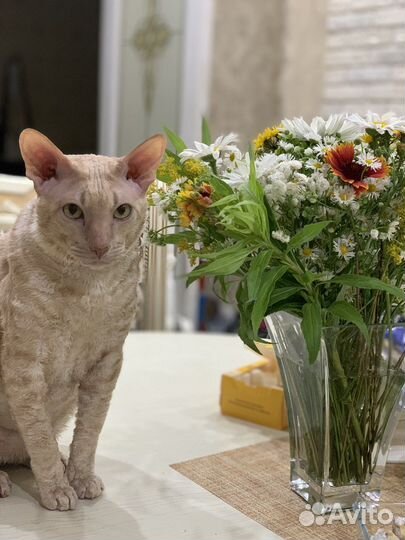 Корниш-рекс вязка