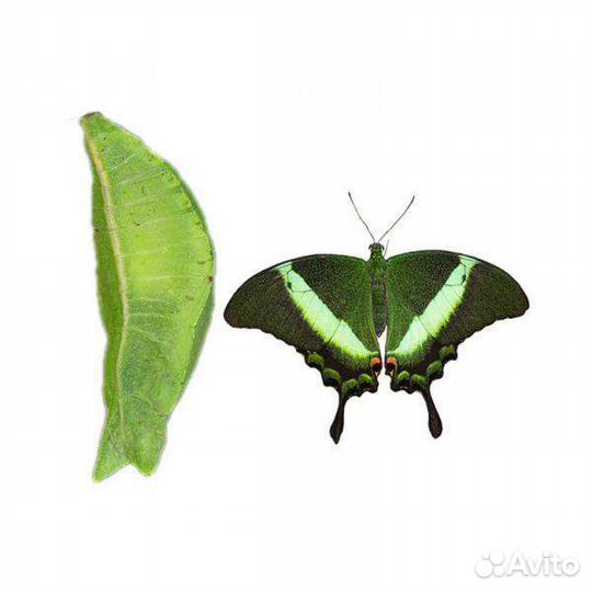 Детская ферма бабочек