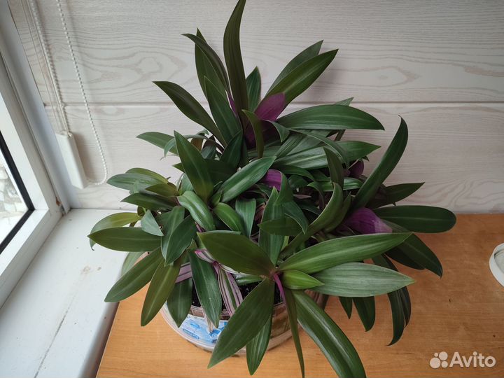 Продам цветы комнатные