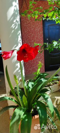 Гиппиаструм