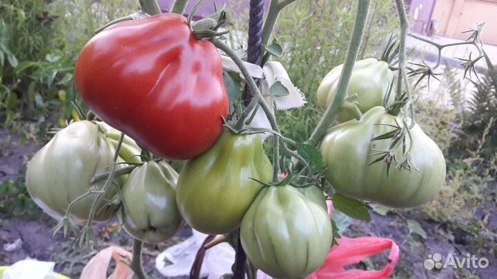 Семена коллекционных томатов ч.1