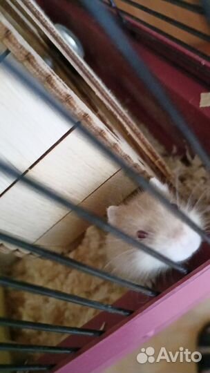 Хомяк с клеткой