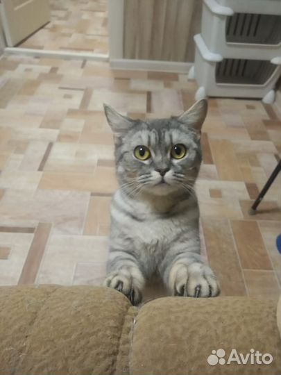 Шотландская