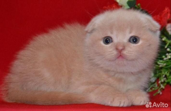 Шотландские вислоухие котята