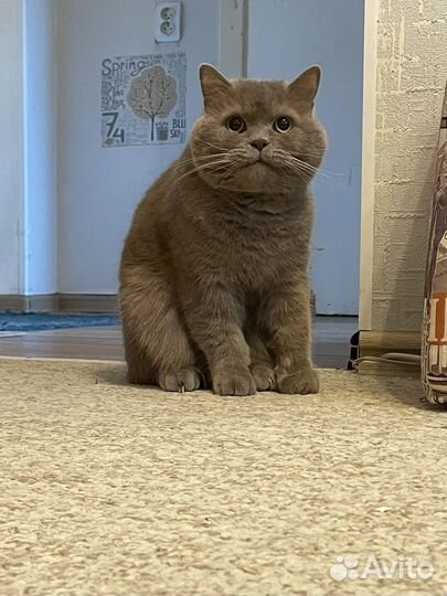 Отдам кота в добрые руки