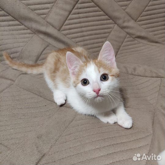 Рыжий с белым котенок ищет дом