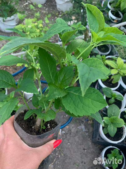 Гортензия Хамелеон