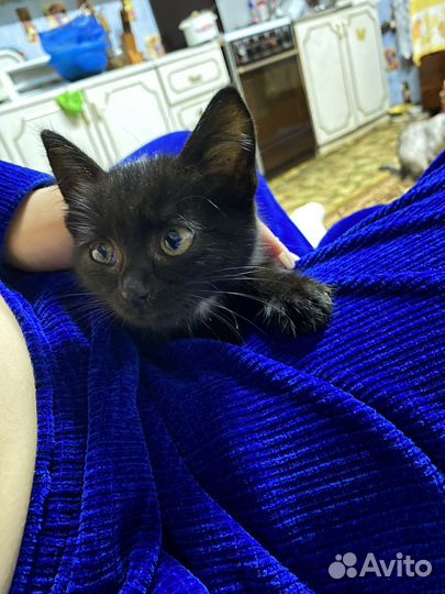 Кошка в дар