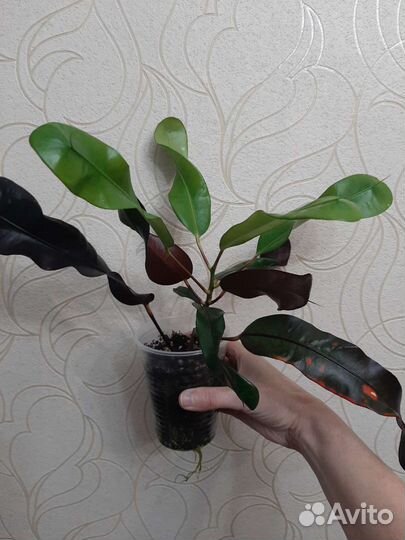 Кротон Мамми