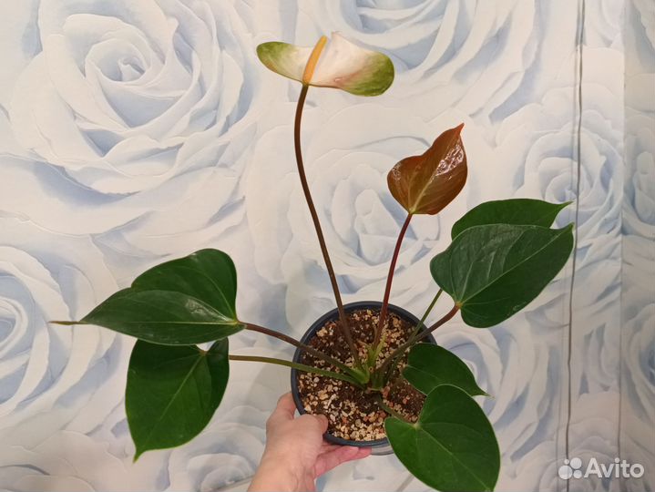 Антуриум Адиос Спринг бело-зеленый