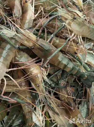 Азовская креветка