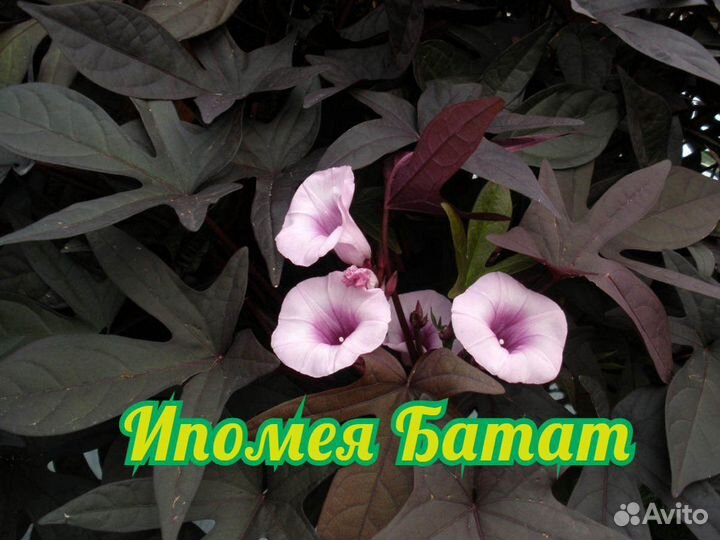 Ипомея Батат