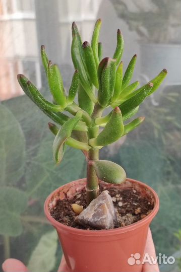 Коллекция суккулентов-адромискус, гуэрния,крассула