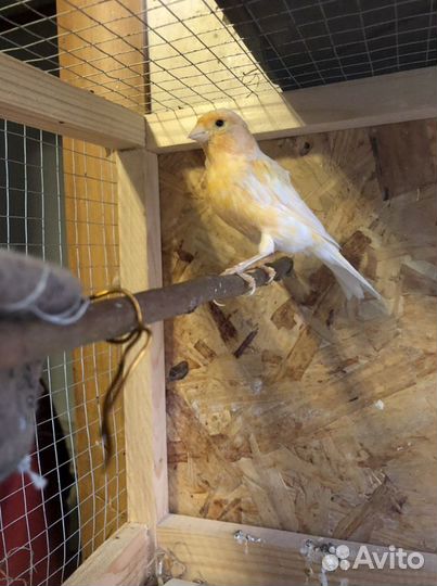 Певчие и дикие птицы