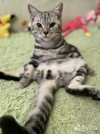 Кот для вязки шотландец