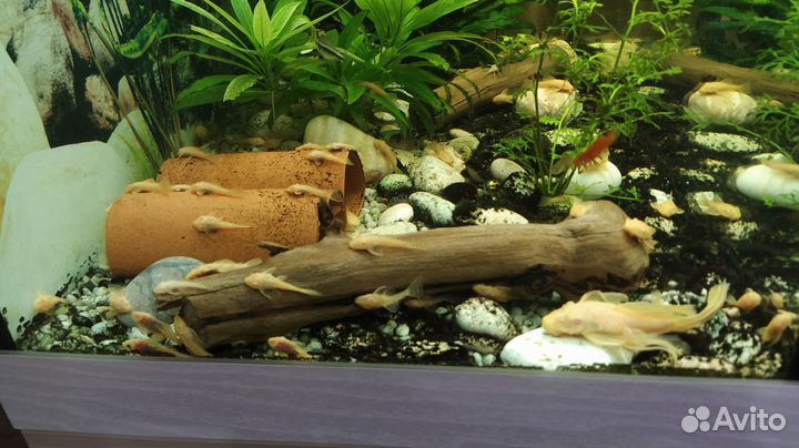 Украшения для аквариума
