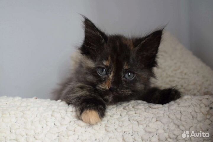 Котята в добрые руки бесплатно