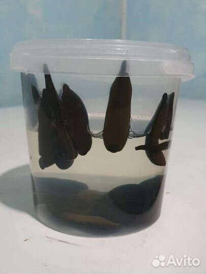 Сытая пиявка Пиявки для рыбалки