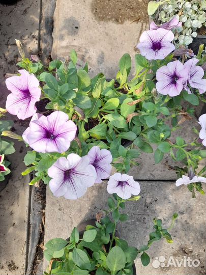 Растения для сада