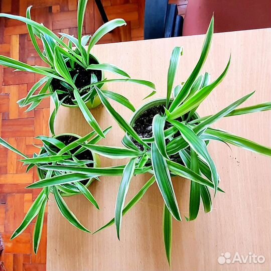 Хлорофитум полосатый