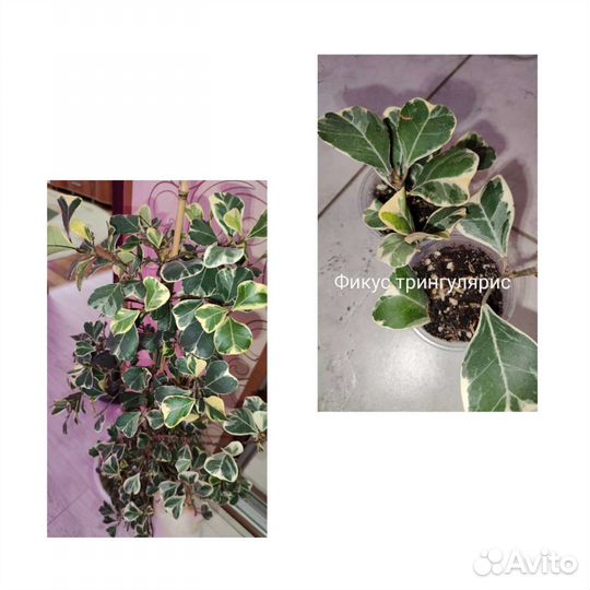 Комнатные цветы